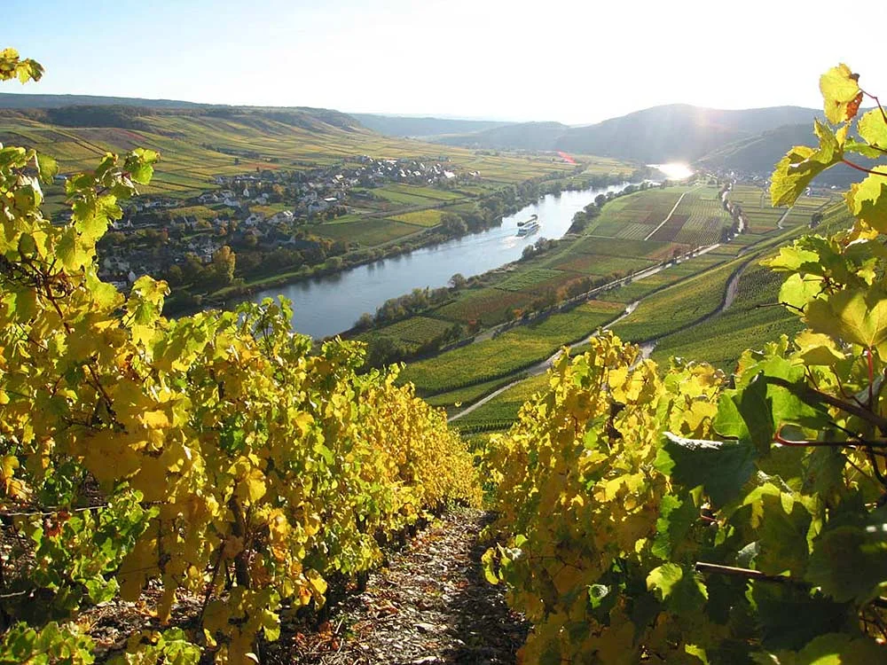 Weinberge über dem Moseltal im Herbst